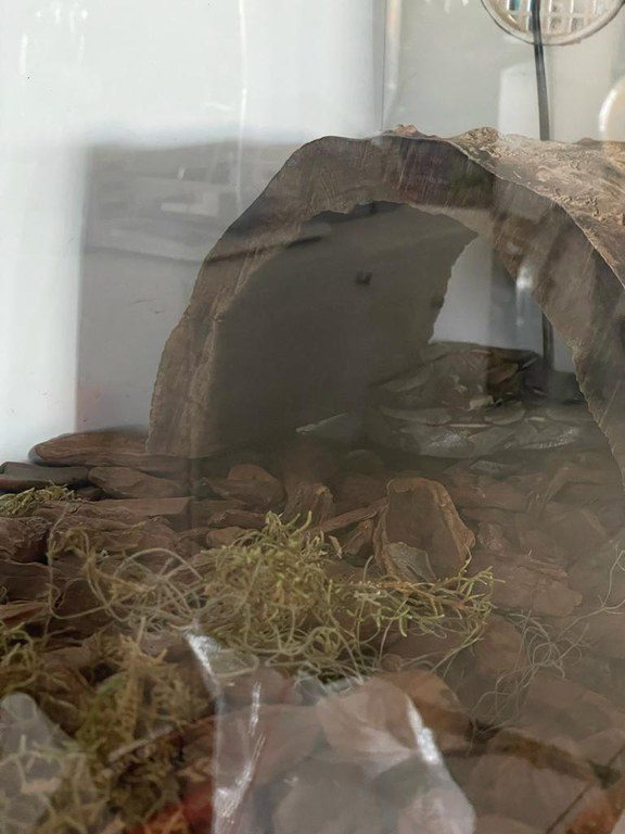 PF apurou a comercialização de animais por meio da internet - Foto: Divulgação/ Polícia Federal