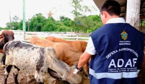 Febre Aftosa: campanha de vacinação em bovinos inicia em oito municípios do AM