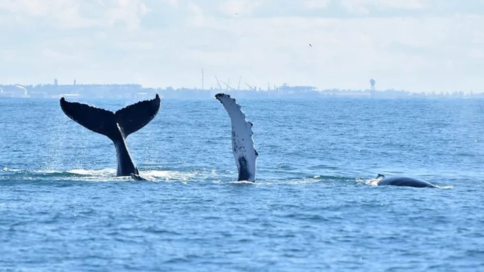 Pesquisa revela aumento das baleias jubarte em águas brasileiras