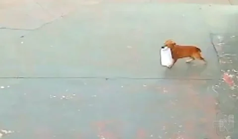 Vídeo: cachorro caramelo furta sacola com espetinhos de carne no RS