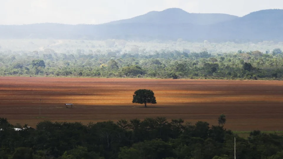 Cerrado registra aumento no desmatamento de 25% em 2022, no Brasil