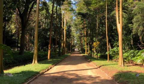 Jardim Botânico: visitantes terão acesso de graça a trilhas temáticas no RJ