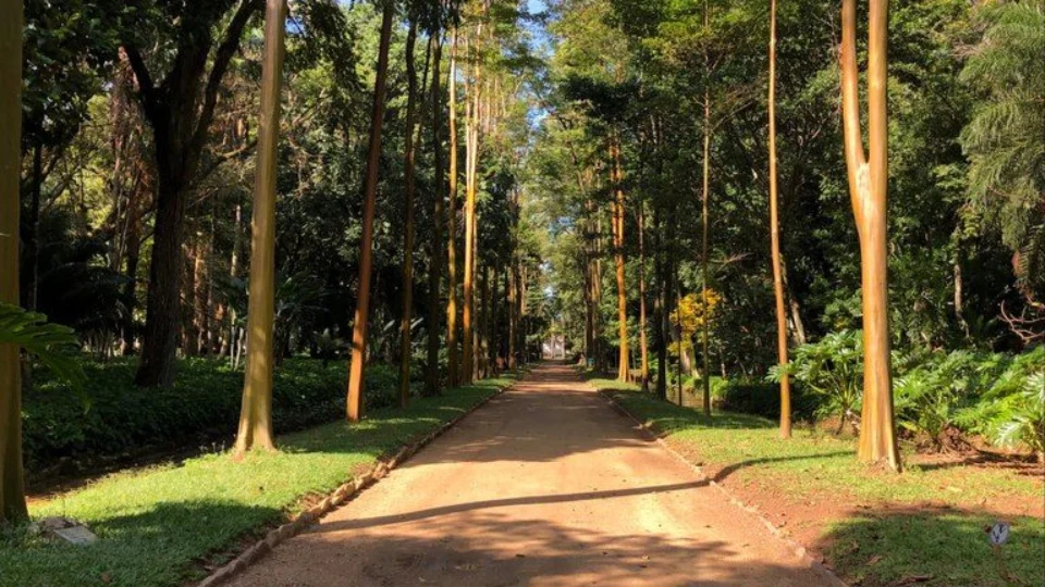 Jardim Botânico: visitantes terão acesso de graça a trilhas temáticas no RJ