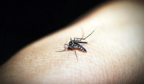 AM terá monitoramento de óbitos causado por malária e animais peçonhentos