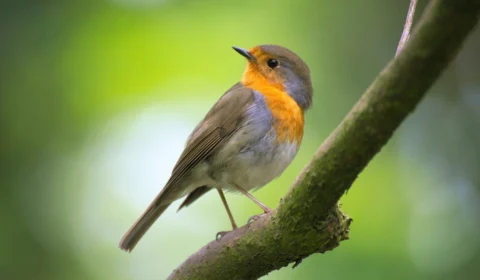 Barulho do trânsito pode deixar pássaros mais agressivos, diz pesquisa