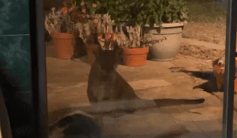 Vídeo: Puma invade casa e arrasta cão para quintal nos Estados Unidos