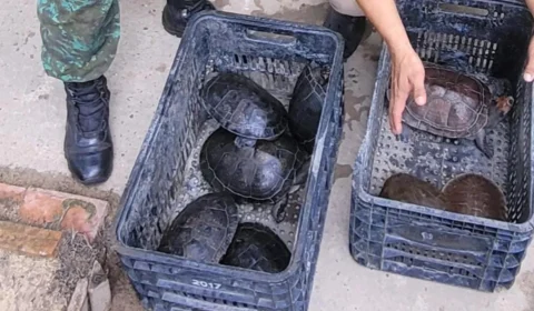 Quelônios: Batalhão Ambiental resgata 8 animais no Centro de Manaus