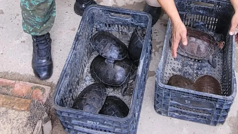 Quelônios: Batalhão Ambiental resgata 8 animais no Centro de Manaus