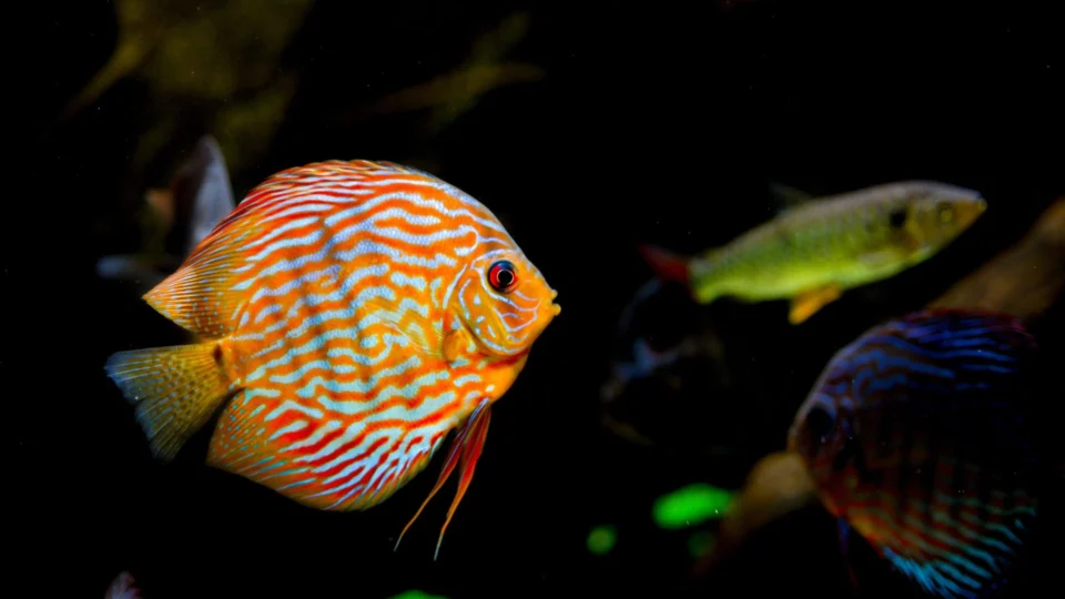 Crise climática: humanidade está ‘dizimando’ a vida marinha, revela IUCN