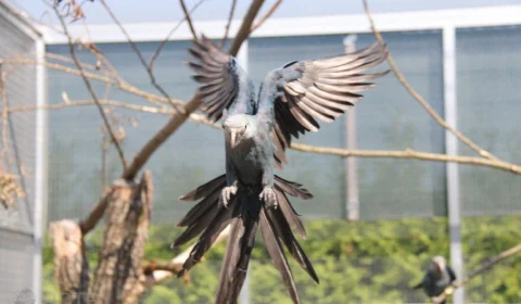 Brasil deve receber mais 30 a 50 ararinhas-azuis da Alemanha em 2023