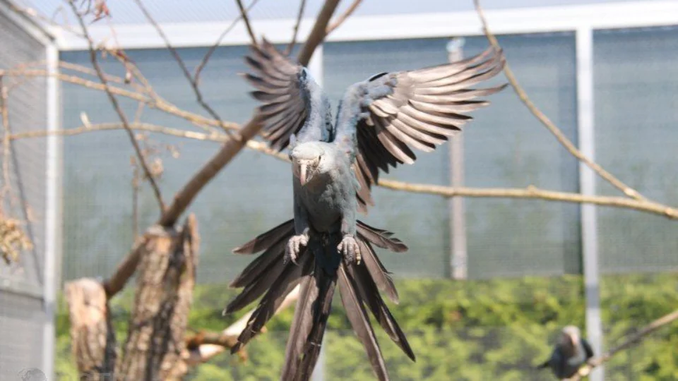 Brasil deve receber mais 30 a 50 ararinhas-azuis da Alemanha em 2023