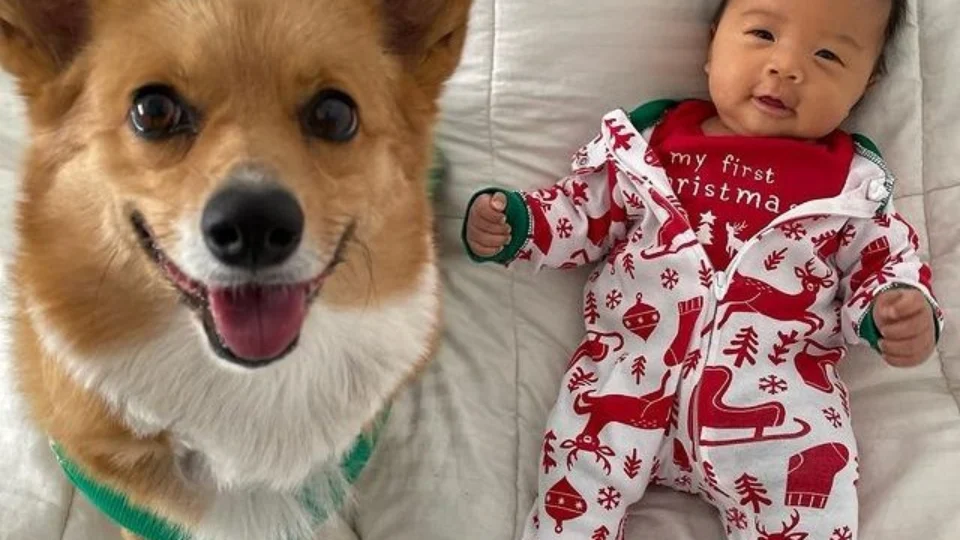 Cachorro viraliza após ‘descobrir’ técnica para acalmar bebês nos EUA