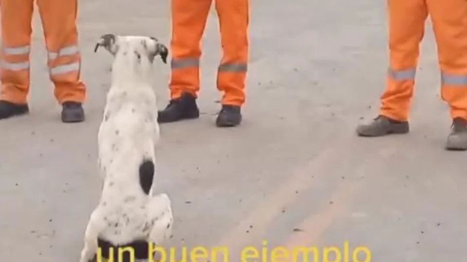 Pontual e responsável: cachorro é elogiado em reunião de firma e vídeo viraliza