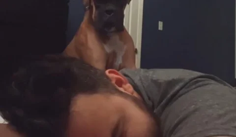 Vídeo: cão bruto acorda tutor na ‘base da força’ e ação viraliza no TikTok