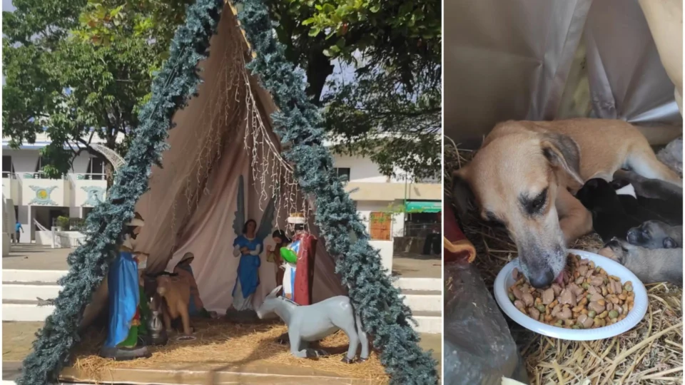 Cachorra dá à luz em presépio de praça no México e emociona moradores