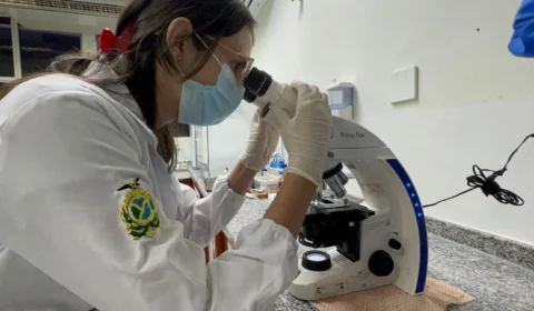 AM registra 230 casos de esporotricose em 2022; doença pode afetar pulmões