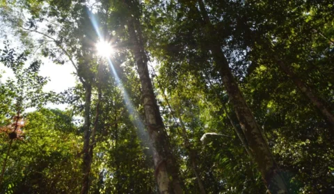 Inscrições de doutorado em Clima e Ambiente do Inpa/UEA seguem abertas
