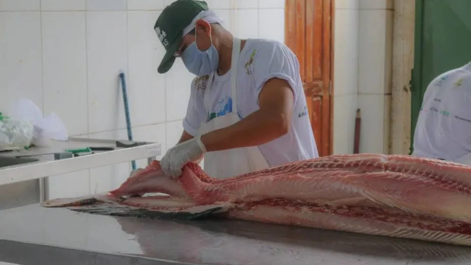 Feira do Pirarucu e Tambaqui terá 7,5 toneladas de peixes à venda em Manaus