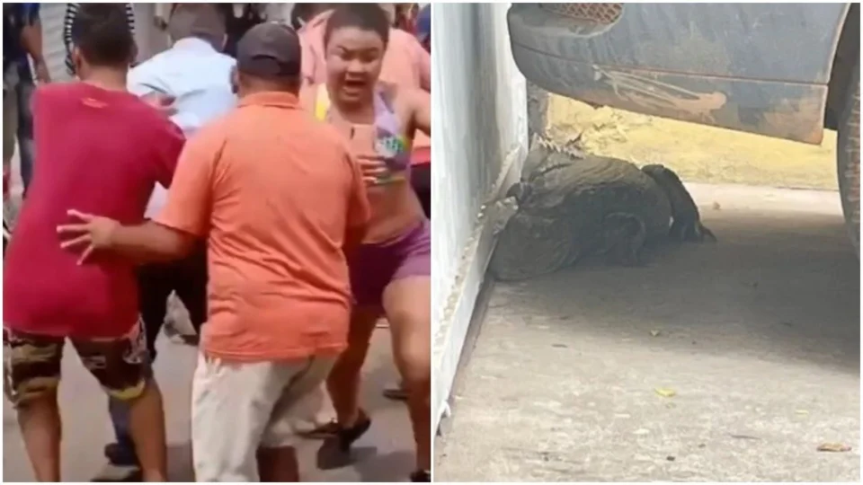 VÍDEO: Jacaré corre atrás de moradores após ter sido cercado em rua no Piauí