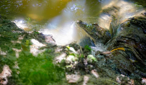 Jacaré resgatado em obra é devolvido para a natureza em Manaus