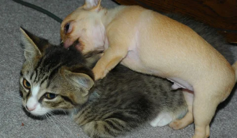 Divulgada lista com 40 nomes gringos de pets com destaque em 2022