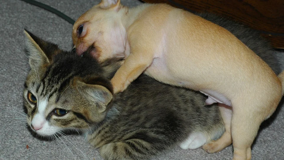 Divulgada lista com 40 nomes gringos de pets com destaque em 2022