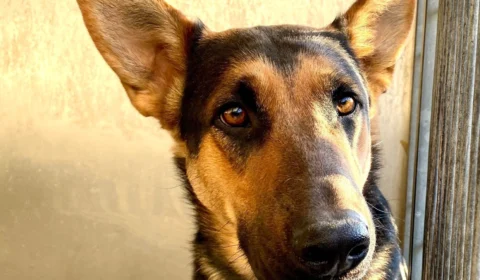 Em abrigo, cachorra pede carinho de visitantes nos EUA