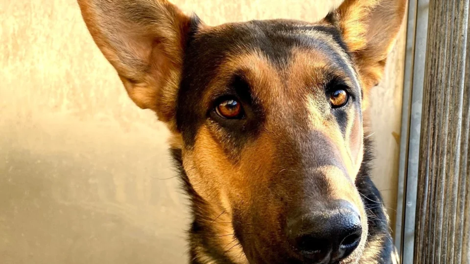 Em abrigo, cachorra pede carinho de visitantes nos EUA