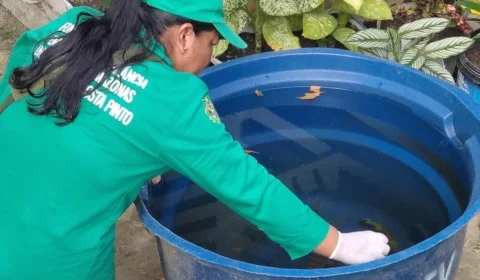 Aedes aegypti: chuvas podem aumentar proliferação do mosquito no AM