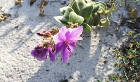 Espécie de planta rara volta para ambiente de origem em Cabo Frio no RJ