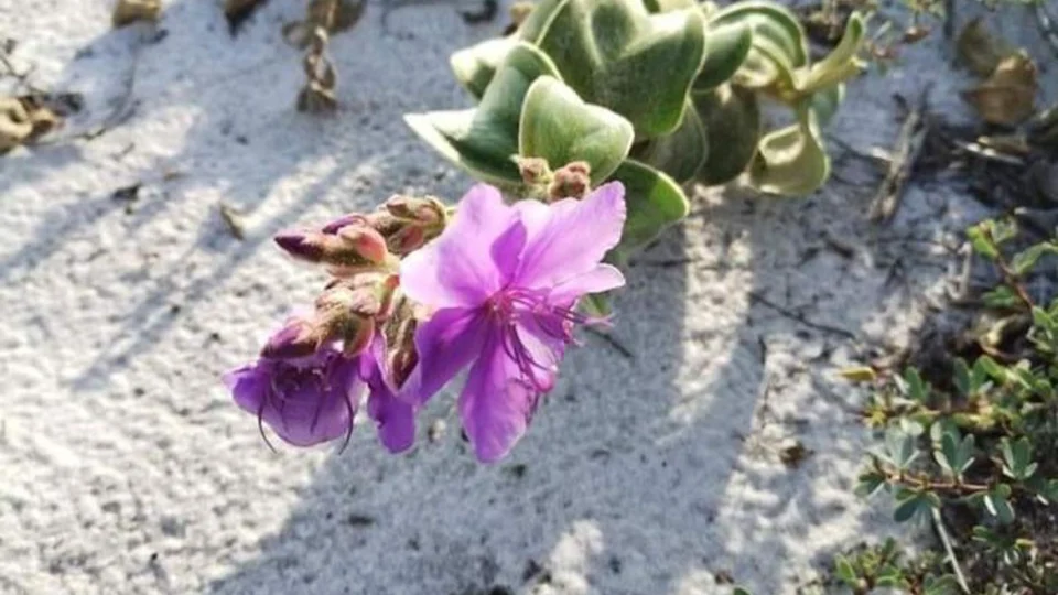 Espécie de planta rara volta para ambiente de origem em Cabo Frio no RJ