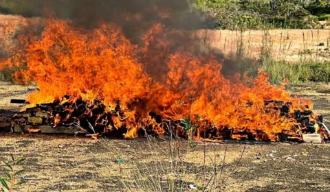 PF incinera quase 1 tonelada ‘super maconha’ em Tabatinga, no AM