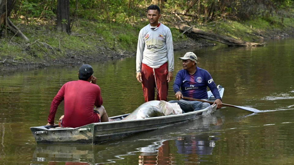Pesca sustentável do povo Paumari no AM atinge 33 toneladas em 2022