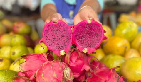 Pitaia tem condições favoráveis para grandes safras no AM por todo o ano