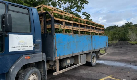 Mudas de castanheiras-do-Brasil são entregues para produtores rurais no AM