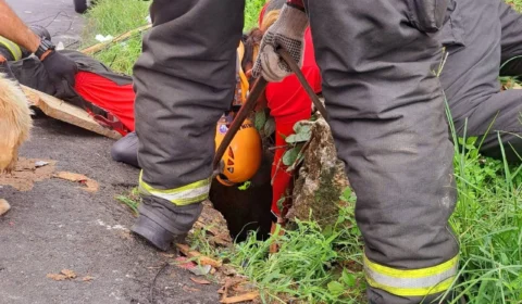 Bombeiros resgatam cão dentro de bueiro na Zona Centro-Oeste de Manaus