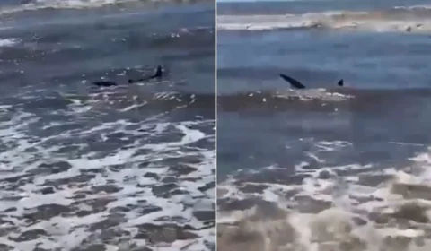 Vídeo: tubarão aparece em orla de praia e assusta banhistas no RS