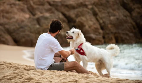 Turismo no Brasil: confira dicas e opções para curtir com pets a bordo