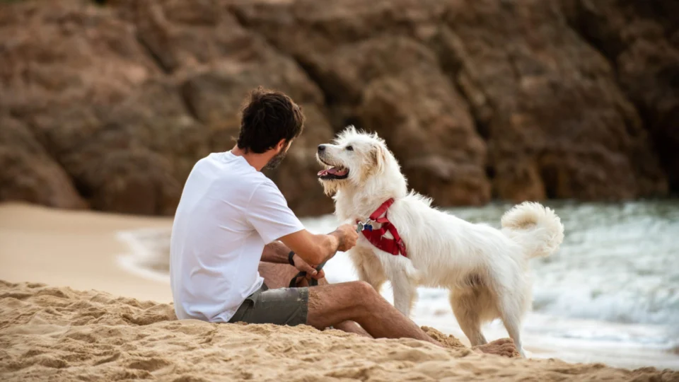 Turismo no Brasil: confira dicas e opções para curtir com pets a bordo