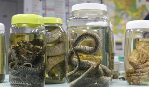 Período de chuvas aumenta risco de acidentes com animais peçonhentos no AM