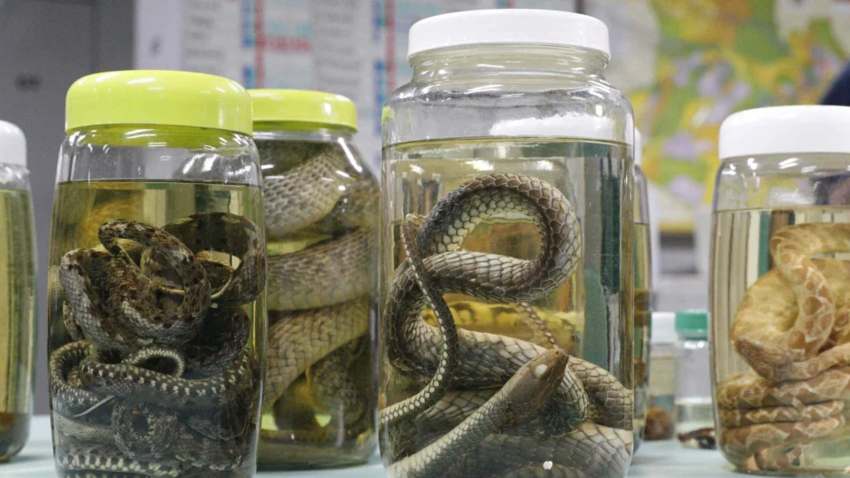 Período de chuvas aumenta risco de acidentes com animais peçonhentos no AM