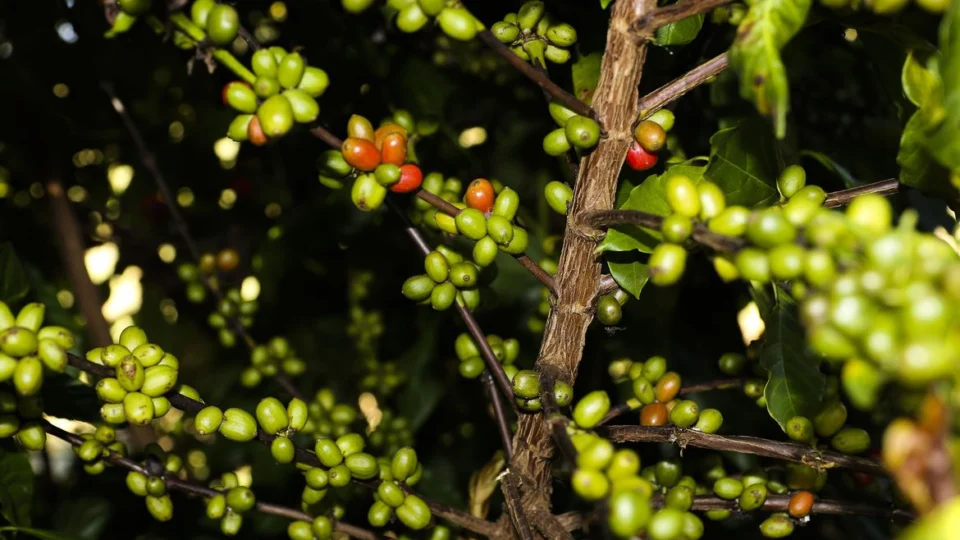 Safra de café será de 54,94 milhões de sacas em 2023, diz Conab