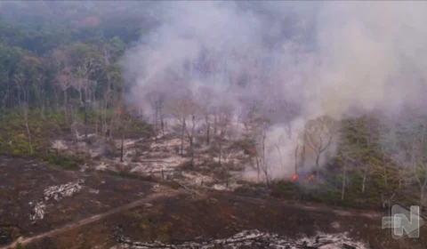Desmatamento: janeiro de 2023 registra redução de 61% em alertas na Amazônia