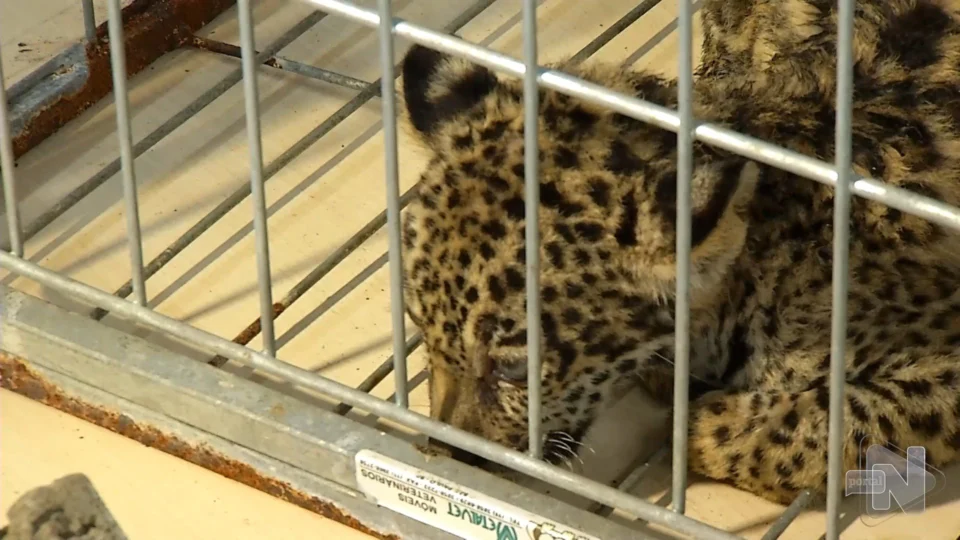 VÍDEO: filhote de onça de 5 meses é resgatado pelo Batalhão Ambiental de Manaus
