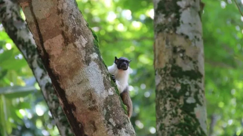 Com foco no Meio Ambiente, Lula assina série de medidas protetivas