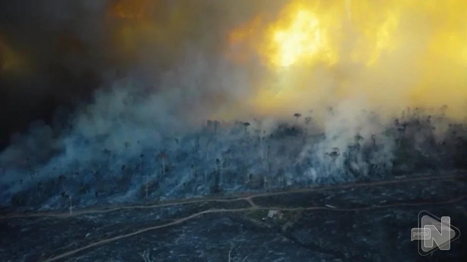 VÍDEO: AM é o segundo estado em área com maior risco de devastação florestal