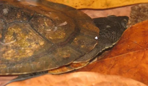 Amazônia: nova espécie de tartaruga é encontrada por pesquisadores no Pará