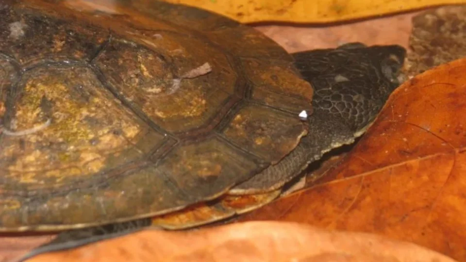 Amazônia: nova espécie de tartaruga é encontrada por pesquisadores no Pará