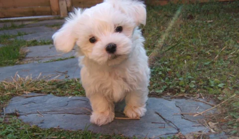 Brasil é o 3º país com mais pets e mercado projeta crescimento