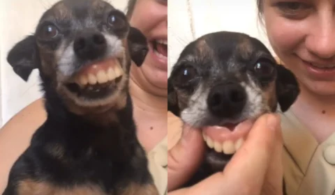 Pinscher viraliza após ser flagrado com chaveiro de dentadura na boca